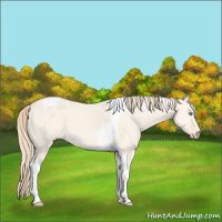 Horse Color:Perlino Dun Tobiano 
