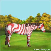 Horse Color:Black Appaloosa  and Classic Champagne Appaloosa 