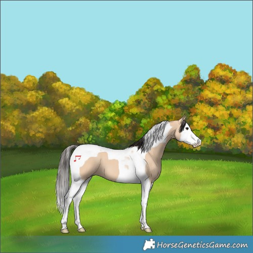 Horse Color:Bay Dun Splash Tobiano 