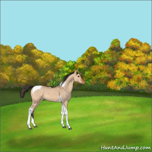 Horse Color:Bay Dun Tobiano 