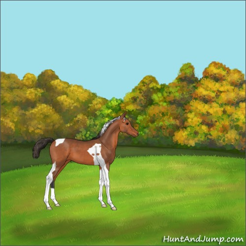 Horse Color:Bay Tobiano 