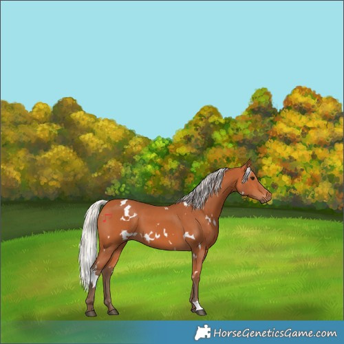 Horse Color:White Spotted Silver Bay 
