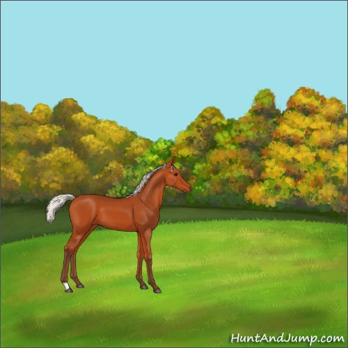 Horse Color:Silver Bay 