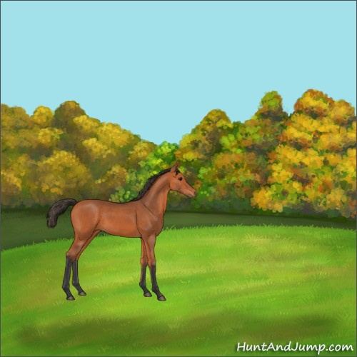 Horse Color:Bay 