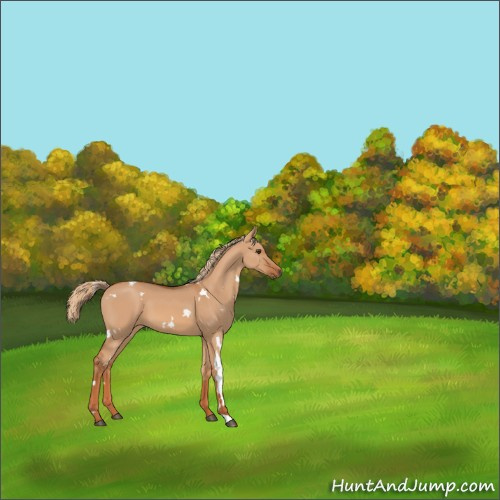 Horse Color:White Spotted Red Dun 