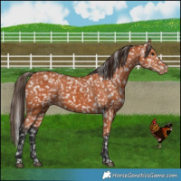 Horse Color:Bay Snowflake Varnish  and Bay Snowflake Varnish 
