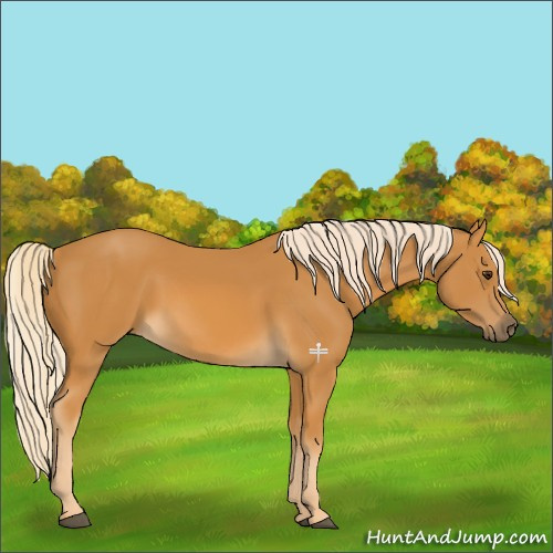 Horse Color:Palomino 