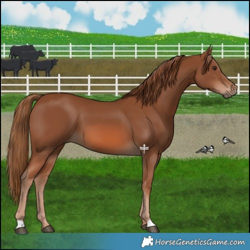 Horse Color:Chestnut 