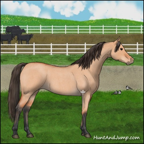 Horse Color:Bay Roan Dun 