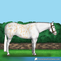 Horse Color:Palomino Appaloosa  and Palomino Appaloosa Rabicano 