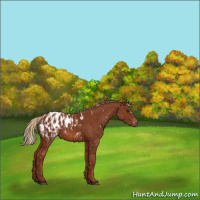 Horse Color:Chestnut Appaloosa  and Chestnut Appaloosa 