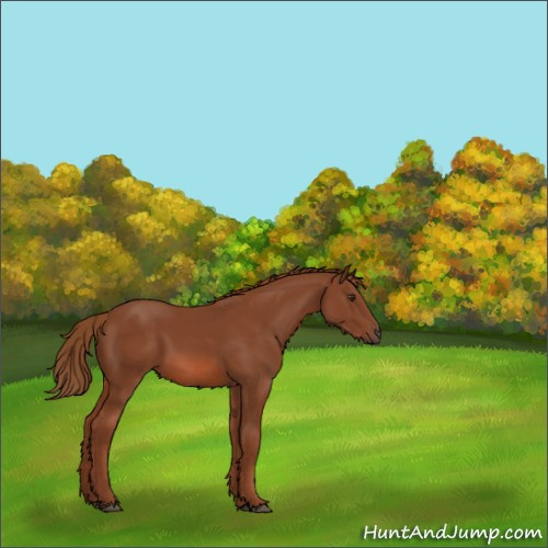 Horse Color:Chestnut 