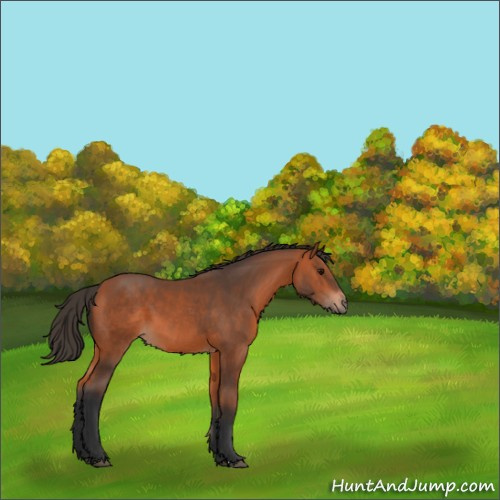 Horse Color:Bay 