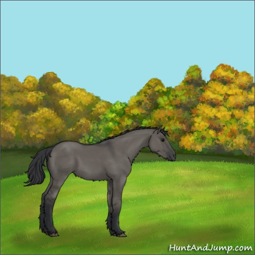 Horse Color:Grullo 