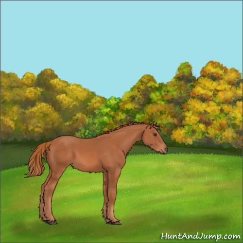 Horse Color:Chestnut 