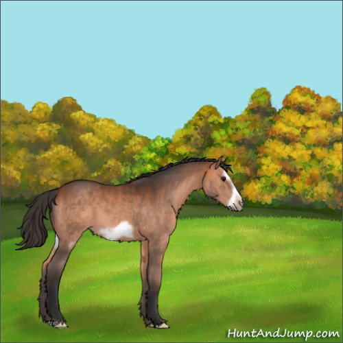 Horse Color:Bay Frame 