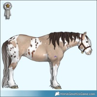 Horse Color:Brown Splash Appaloosa and Sable Champagne Dun Splash