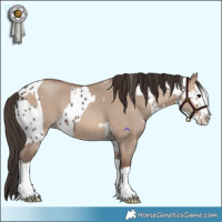 Horse Color:Brown Splash Appaloosa  and Sable Champagne Dun Splash 