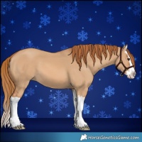 Horse Color:Red Dun Splash 