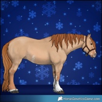 Horse Color:Red Dun Sabino 