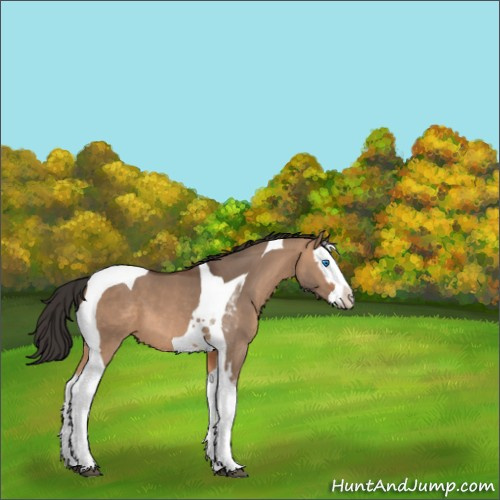 Horse Color:Bay Dun Splash Tobiano 