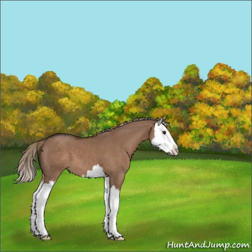 Horse Color:Liver Red Dun Splash 
