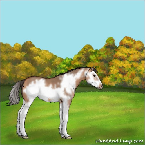 Horse Color:Bay Dun Splash Frame 