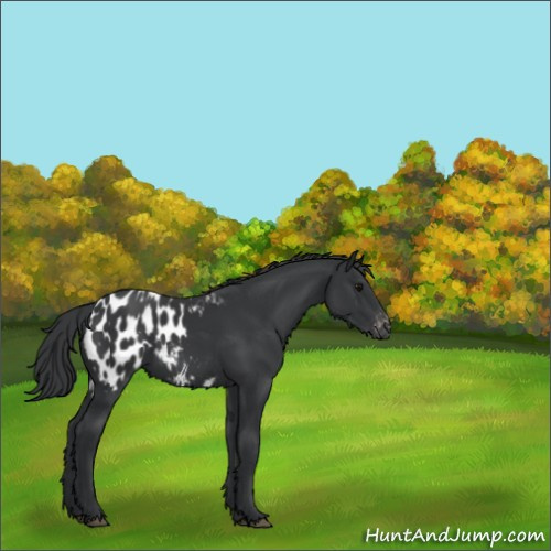 Horse Color:Black Appaloosa 