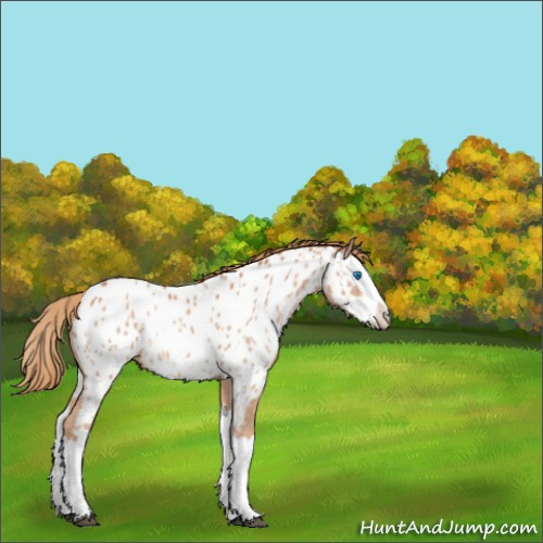 Horse Color:Chestnut Splash Appaloosa 