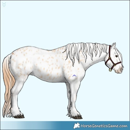 Horse Color:Red Dun Blanket and Red Dun Blanket