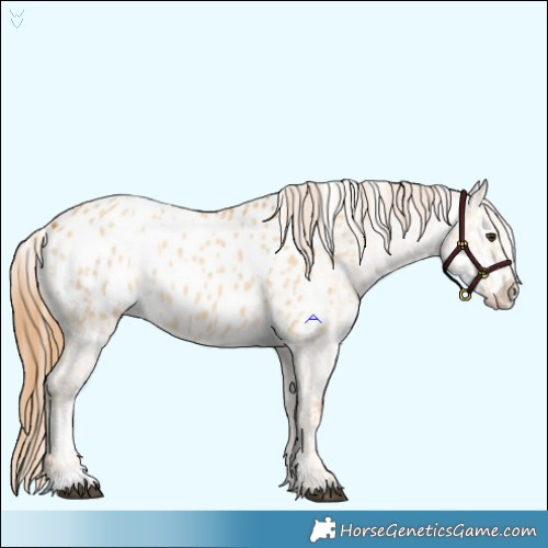Horse Color:Red Dun Appaloosa  and Red Dun Appaloosa 