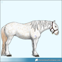 Horse Color:Red Dun Blanket  and Red Dun Blanket 