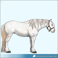 Horse Color:Red Dun Appaloosa  and Red Dun Appaloosa 