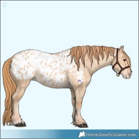 Horse Color:Red Dun Appaloosa  and Red Dun Appaloosa
