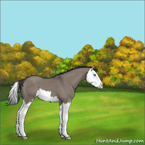 Horse Color:Smoky Grullo Splash 