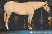 Horse Color:White Spotted Red Dun Rabicano  and White Spotted Red Dun Rabicano 