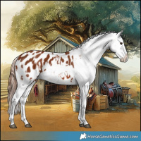 Horse Color:Chestnut Appaloosa  and Chestnut Appaloosa 