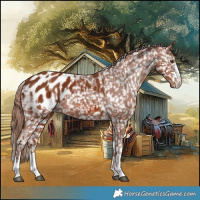 Horse Color:Chestnut Blanket  and Chestnut Blanket 