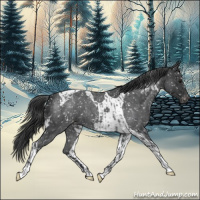 Horse Color:Blue Roan Appaloosa  and Blue Roan Tobiano Appaloosa 