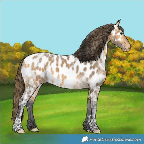 Horse Color:Buckskin Ice Appaloosa 