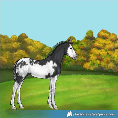 Horse Color:Black Splash Frame Appaloosa 