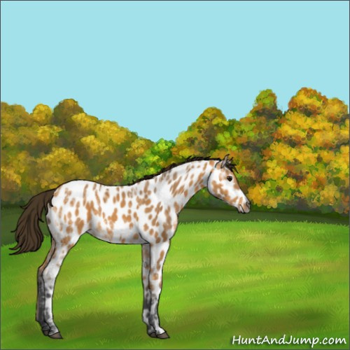 Horse Color:Gray Buckskin Ice Appaloosa 