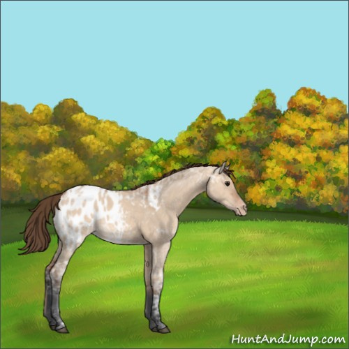 Horse Color:Bay Ice Dun Appaloosa 