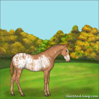 Horse Color:Chestnut Appaloosa  and Chestnut Frame Appaloosa 
