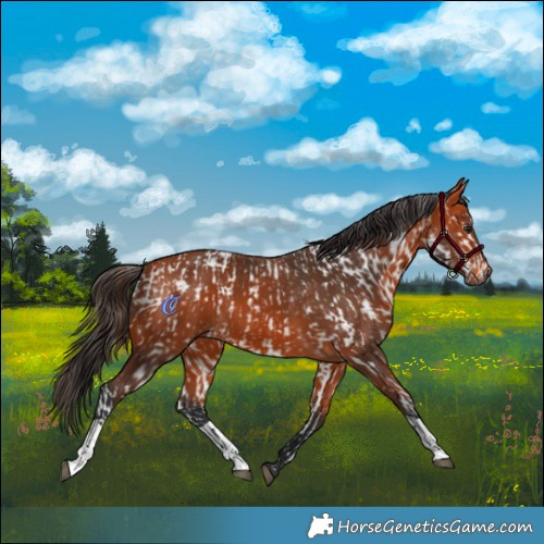 Horse Color:Bay Appaloosa  and Bay 