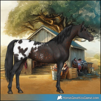 Horse Color:Brown Appaloosa 
