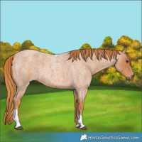 Horse Color:Red Roan Tobiano