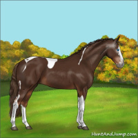Horse Color:Gray Chestnut Splash Tobiano 