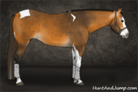 Horse Color:Gray Buckskin Splash Tobiano 