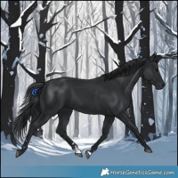 Horse Color:Black 